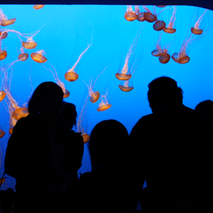 Crowd viewing jellies